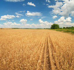 Golden wheat field