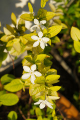 Jasmine white flowers