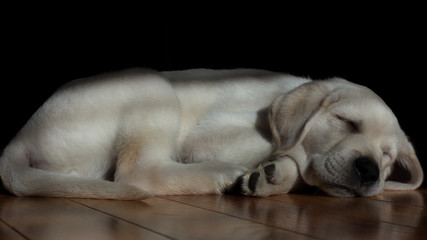 Adorable 9-week old yellow labrador puppy sleeping peacefully on a hardwood floor. The sun filters in through a window onto the sweet puppy's face, body, and paws.