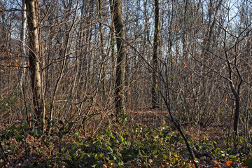 Obraz premium Intricate of branches of the forest in the light of the sunset in winter.