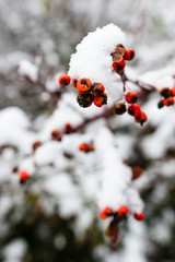 Small snowy berries on tree
