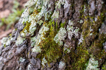 Lichen on textured tree bark background ~NATURE'S TEXTURES~