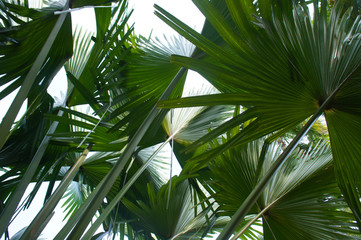 Fototapeta na wymiar Livinstona chinensis or chinese fan palm or fountain palm leaves