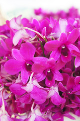 Naklejka na ściany i meble Dendrobium nobile orchid purple flowers