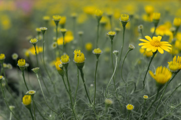 Abstract feeling lonely with selective focus and over blurred nature background.