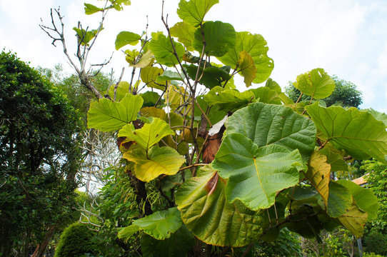 Grandleaf seagrape or coccoloba pubescens green plant