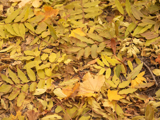 Yellow foliage background. Fallen yellow leaves on the ground of autumn forest, close up view. Pattern of leaves laying on the ground of autumn wood. Blurred background. Selective soft focus