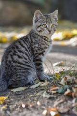 Naklejka na ściany i meble Cat walks in the woods, good weather, beautiful kitten, striped catches a mouse
