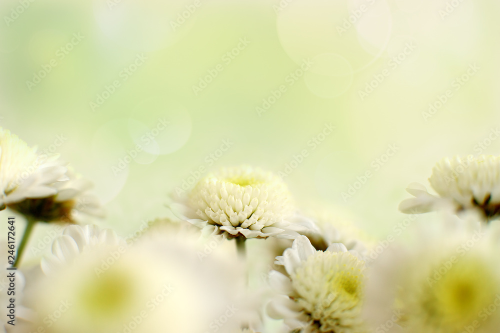 Wall mural chrysanthemums in delicate green tones. macro. chrysanthemum flowers on a blurred background with hi