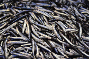 anchovy fish for sale