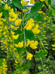 Blooming plant in spring