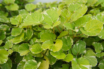 Fototapeta na wymiar Polyscias balfouriana or aralia balfour green and white foliage