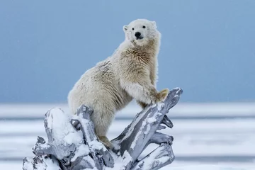 Fotobehang Polar bear, northern arctic predator © hlxandr