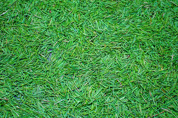 Green pine tree needles texture