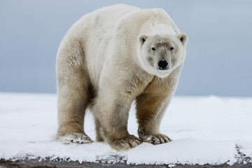 Polar bear, northern arctic predator