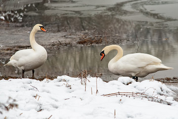 Obraz premium Dwa łabędzie krzykliwe nad jeziorem zimą