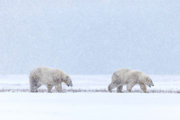 Polar bear, northern arctic predator