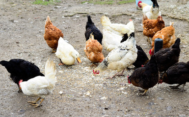 Colorful hens eating bait