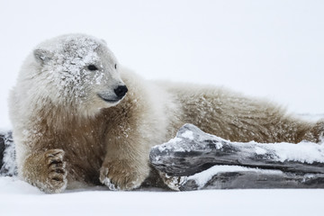 Polar bear, northern arctic predator