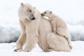 Fototapeten Eisbär, nördliches arktisches Raubtier © hlxandr