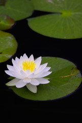 睡蓮（water lily）