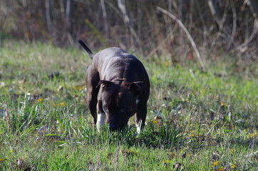 staffie bull terrier