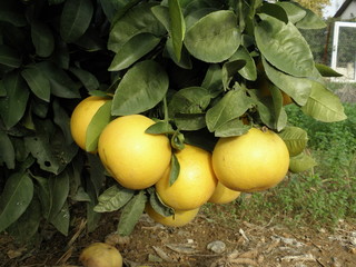 The beautiful Pomelo in farmland