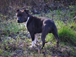 staffie bull terrier