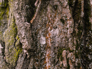 Bark of tne tree