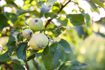 Apple harvest on tree in a sunny summer day.