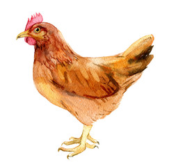 Brown chicken isolated on white background, watercolor illustration 
