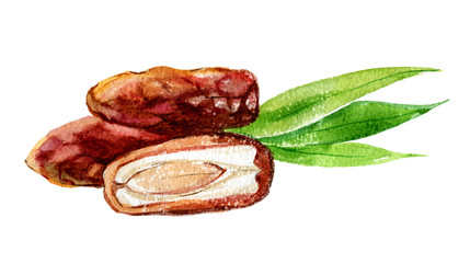 Dates with leaves isolated on white background, watercolor illustration