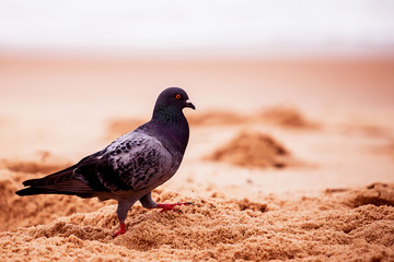 Pombo caminhando na areia da praia