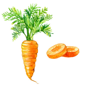 Carrot and carrot slices isolated on white background, watercolor illustration