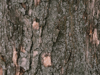 Bark of tne tree