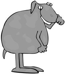 Gray dog holding its nose