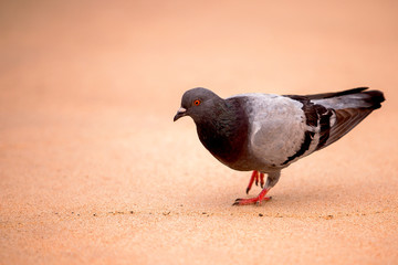 Um pombo nas areias da praia