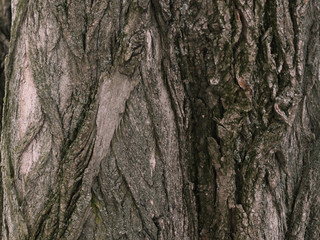 Fototapeta na wymiar Bark of tne tree