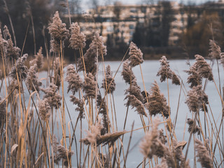 Fototapeta premium Reed thickets in the winter park