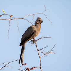 Grey Go-away-bird