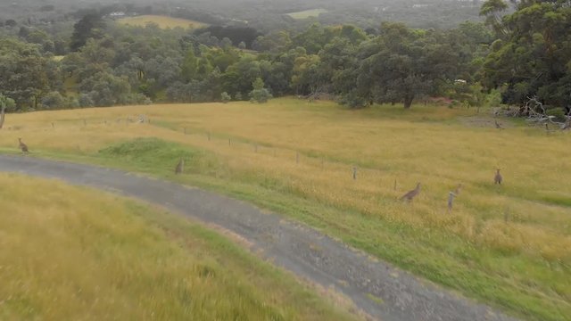 forward moving aerial of kangaroos jumping over a wire fence on a rural farm in Australia.