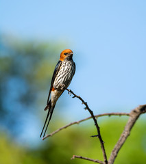 Lesser-striped Swallow