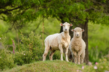 sheep and lamb