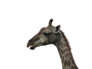 Giraffe Head on white background