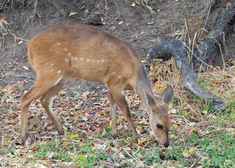 bushbuck ewe grazing in the forest