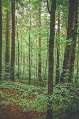 Forest trees. nature green wood  background