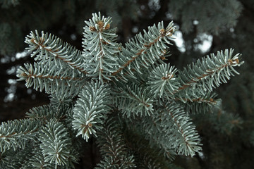 Blue spruce branch in hoarfrost