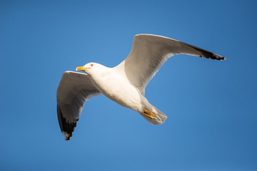 Gaivota em voo