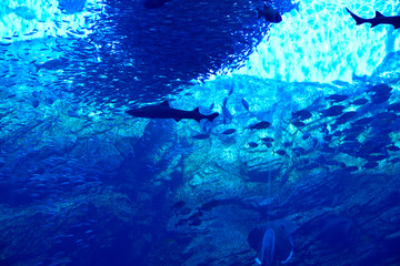 水族館の大水槽