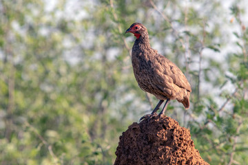 Francolin